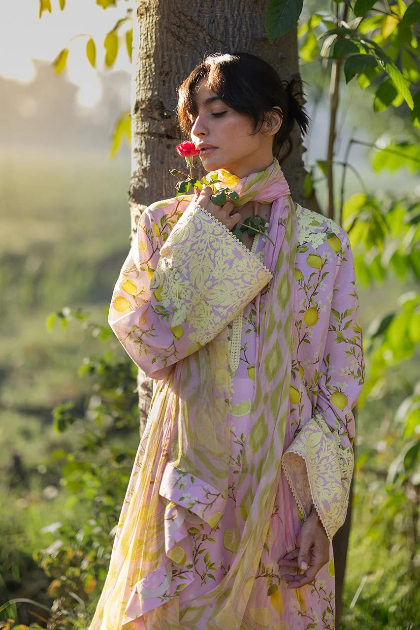 Ambar (B) - Image 5